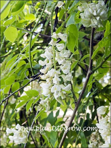 Clara Mack Wisteria (Wisteria frutescens var. macrostachya) 
An inflorescence called a raceme.